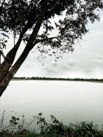 trees on the edge of the lakeの写真素材