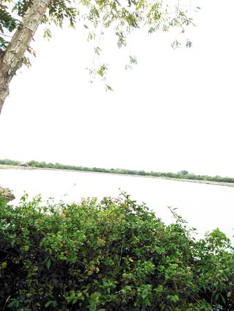 leaves on the edge of the lakeの写真素材