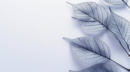 Silver leaf on white background with copy space. Minimal concept.の素材