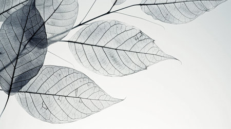 Leaves on a white background with space for text. Toned.の素材