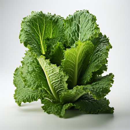Fresh savoy cabbage isolated on white background. Clipping path included.の素材