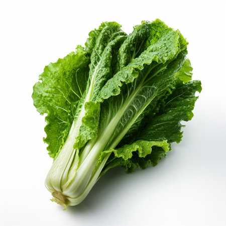 Fresh chinese cabbage isolated on white background. Clipping path included.の素材