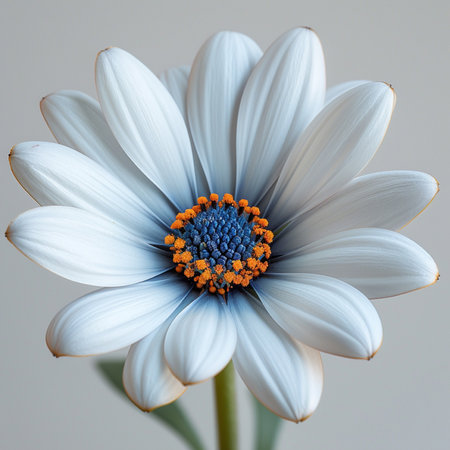 Detailed macro shot of an African daisy, showcasing its white petals and striking blue and orange disc florets. Soft lighting.の素材