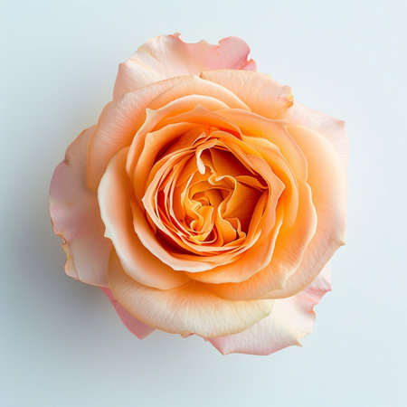 A detailed top-down view of a fresh peach and orange rose, showcasing its intricate petal structure and natural beauty.の素材