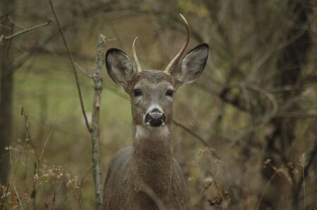 Young spike buck roaming.の写真素材