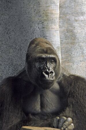 Pensive ape looking out.