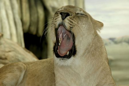 Lioness  giving a great big yawn.の写真素材