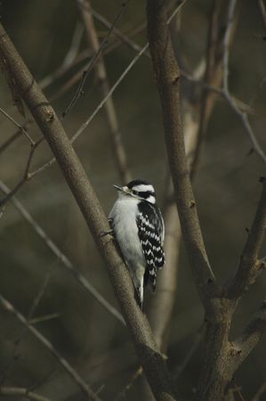 Downy woodpecker looking for food.の写真素材