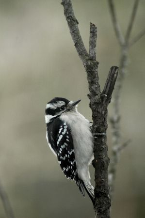 Downy Woodpeckerの写真素材