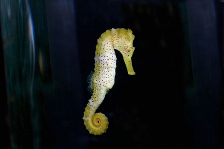Yellow sea horse floating in water.の写真素材