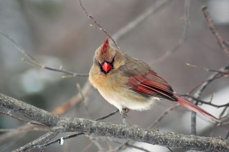 Female cardinal perched on branch looking out.の写真素材