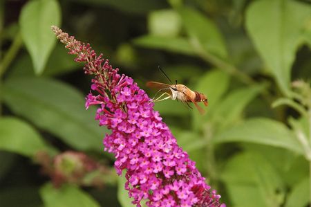 Hummingbird Moth on butterfly bush.