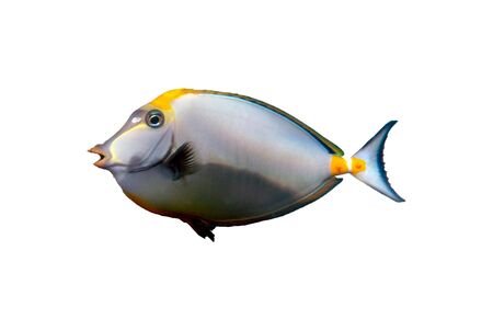 Isolated Tropical Fish