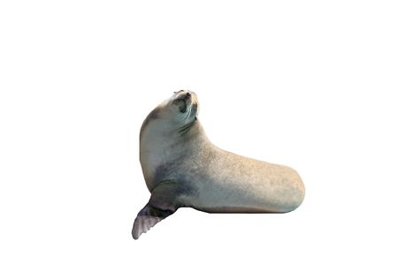 Seal Isolated          の写真素材