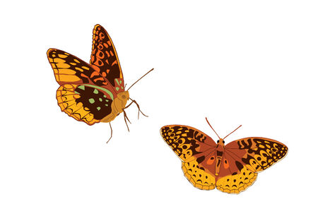 Two brilliant orange butterfly drawings.のイラスト素材