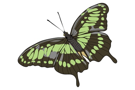 Drawing of an opened winged green butterflyのイラスト素材