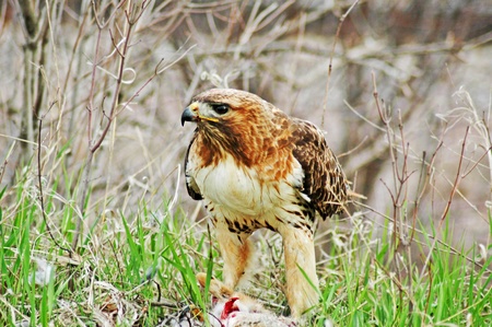Red-tailed hawk eating rabbit for dinner.の写真素材