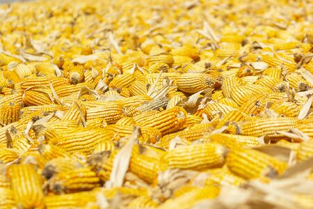 Corn cultivate organic food agricultureの写真素材