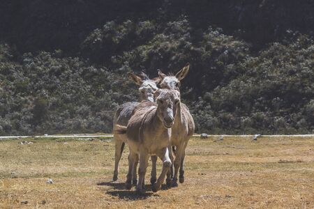 three dunkeys in the andes, andean mules, three donkeys friendsの写真素材