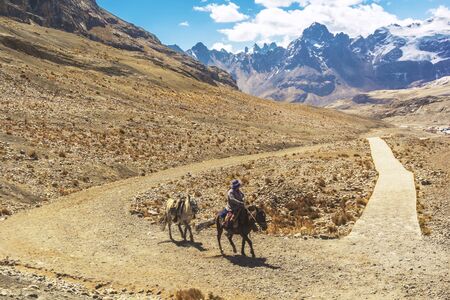 Pack-horses used in Pastoruri Glacier, at Huascaran National Park, Huaraz / Peru. Tropical glacier...