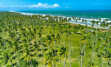 Beautiful Caribbean road with palm trees along the coast of Venezuela, aerial view.の写真素材
