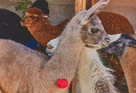 Alpaca portrait. Guanaco and Llamas on a farm in Arequipa, Peru. Production of ancient Alpaca wool...