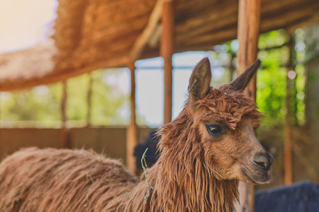 Alpaca portrait. Guanaco and Llamas on a farm in Arequipa, Peru. Production of ancient Alpaca wool fabrics.の写真素材