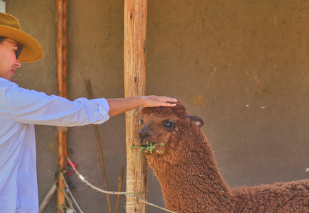 Young tourist takes selfies of alpacas and llamas on the farm. Farming industry in Peru. Feeding alpacas. Farm life concept.の写真素材
