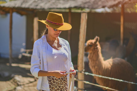 Young tourist takes selfies of alpacas and llamas on the farm. Farming industry in Peru. Feeding alpacas. Farm life concept.の写真素材