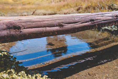 Fallen tree trunk as a bridge over a river in green forest.の写真素材