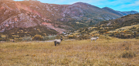 flock of sheep under supervision of a shepherd grazing for natural management of the nature reserve