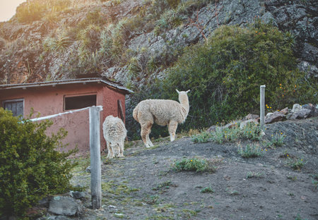 The llama is a domestic in the mountains Peru.の写真素材