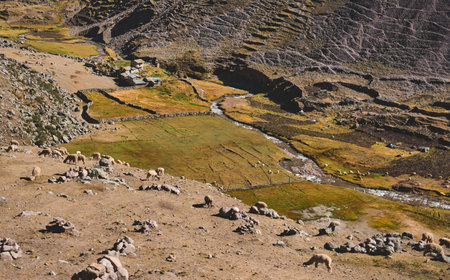 Peruvian village and alpacas free in andes mountains, Peru, South Americaの写真素材