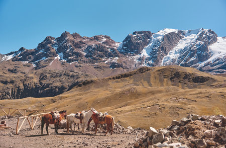 Horses in front of the snow capped Vinicunca in the Andes mountain range in Peruの写真素材