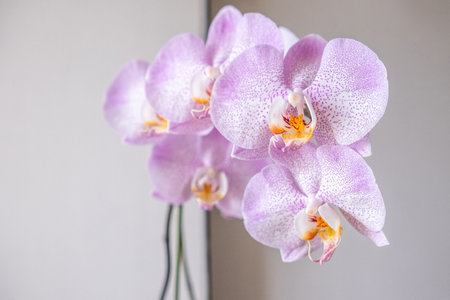 Delicate pink orchid blossoming in spring timeの写真素材