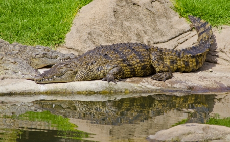 Crocodile basking in the sunの写真素材