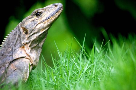 This is a beautiful reptile who reigns supreme in his kingdom の写真素材