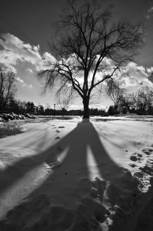 This is the shadow of a beautiful bare tree during the winter months in Massachusetts  の写真素材