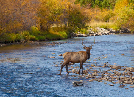 Bull Elk in Stream in Rocky Mountain National Park 