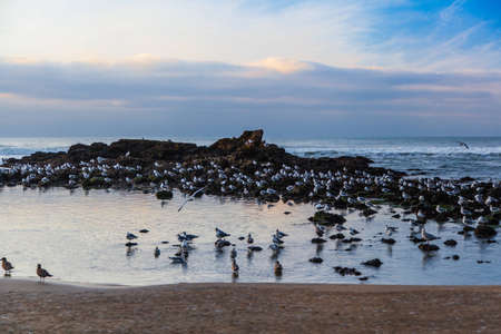 Seagulls near Pescadero State Beach