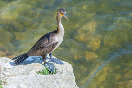 Cormorant fishing in Florida Everglades