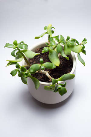 Succulent plant in a pot on white background