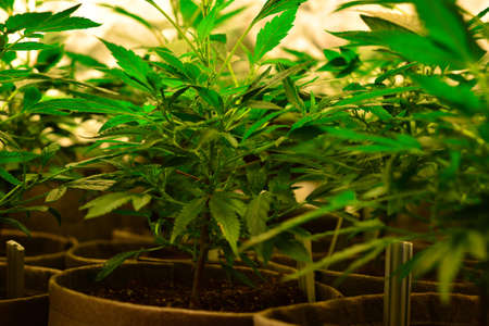 young marijuana plantの写真素材