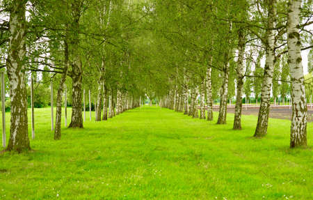 row of trees in a parkの写真素材