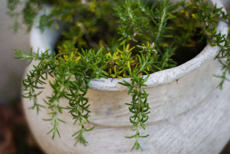fresh herbs in a potの写真素材