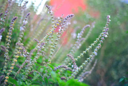 closeup of purple lavender flowersの写真素材