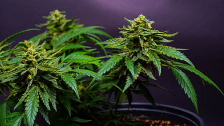 close up of cannabis plants