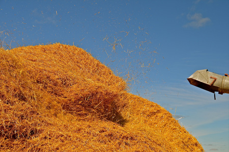 Blow pipe of threshing machine sends straw and chaff unto the stackの写真素材
