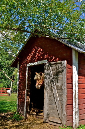 Pony with bangs in doorway of a red shedの写真素材