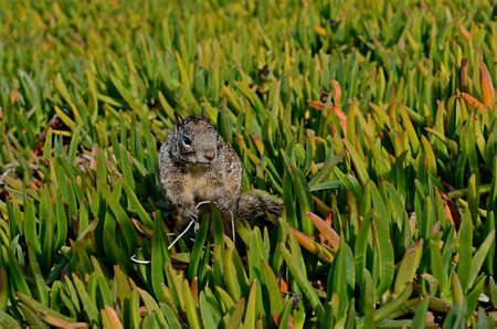 Ground squirrel chewing on a string